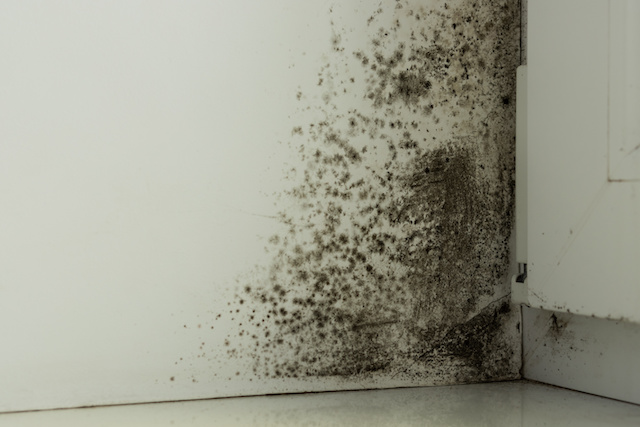家がカビ臭いのは雨漏りのせい？カビ臭いときの3つの対処法を解説！